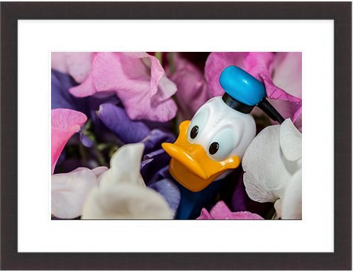 Donald Duck Disney Character Sweet-Pea Flowers